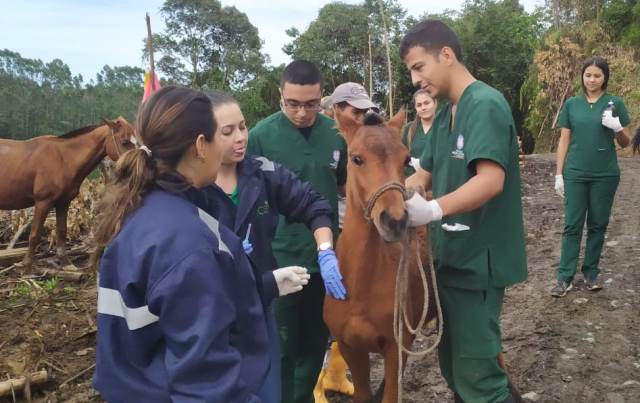 Futuros médicos veterinarios de Risaralda, ponen en práctica sus conocimientos frente a la sanidad equina