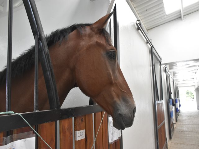 El ICA verifica la sanidad de los animales que participan en las competencias ecuestres de los XXIII Juegos Centroamericanos y del Caribe