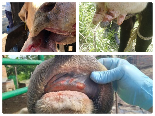La lucha sanitaria contra la estomatitis vesicular