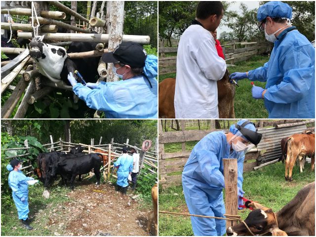 En el Valle del Cauca, el ICA trabaja para mantener la sanidad de la ganadería 