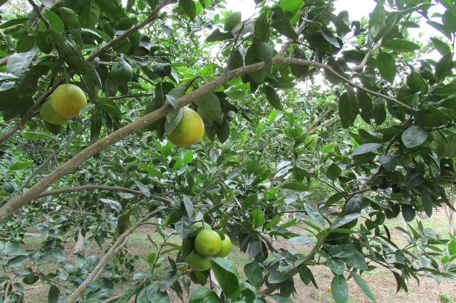 Colombia avanza en la implementación de los nuevos requisitos fitosanitarios para la exportación de cítricos y mango a la Unión Europea 