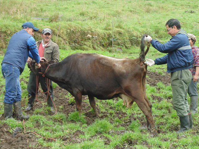 Ganaderos  del municipio de Ipiales se benefician el proyecto Contrato Plan