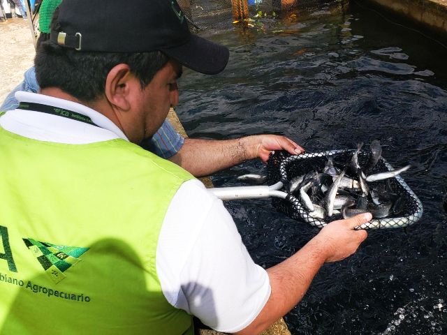 Predios productores de trucha arcoíris en San Juanito, Meta, bioseguros y rentables 