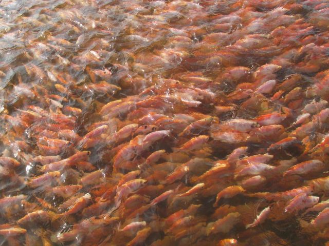 El ICA y Fedeacua definen acciones sanitarias para la importación de alevinos de tilapia al país