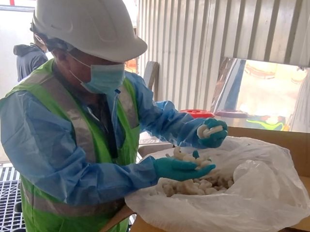 El ICA junto a las autoridades buscan alternativas para controlar el contrabando de camarón crudo que ingresa por la frontera del río Mataje
