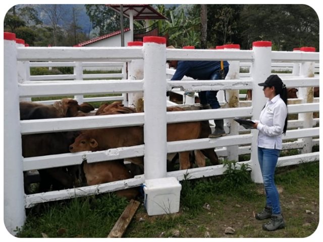 En 14 días se han vacunado 670.000 animales contra fiebre aftosa en zonas de frontera con Venezuela