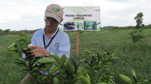 foto-archivo-ica-supervision-cultivo-citricos.JPG