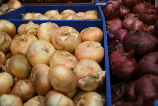 ICA fumiga cargamento de cebollas frescas procedentes de Holanda