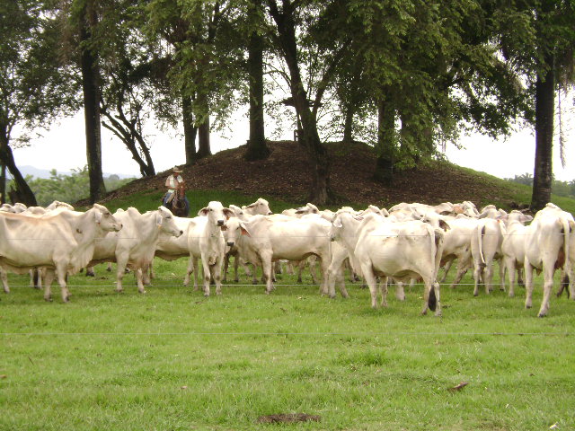 ICA reitera llamado a los ganaderos del país para que contribuyan en el control de ganado de contrabando