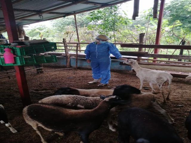 El ICA trabaja por una producción ovina y caprina libre de enfermedades 