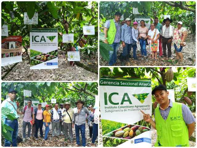 El ICA y Fedecacao trabajan por una producción de cacao legal y competitivo en Arauca  