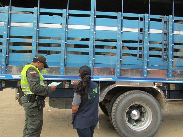 El ICA y  Policía Nacional recuperan ganado robado en el Casanare