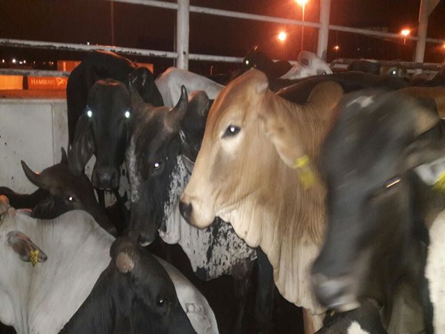 Cerca de 14 mil bovinos rumbo al Medio Oriente 