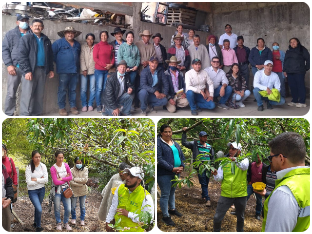 El ICA y Asohofrucol trabajan en equipo con productores santandereanos para prevenir la mosca de la fruta
