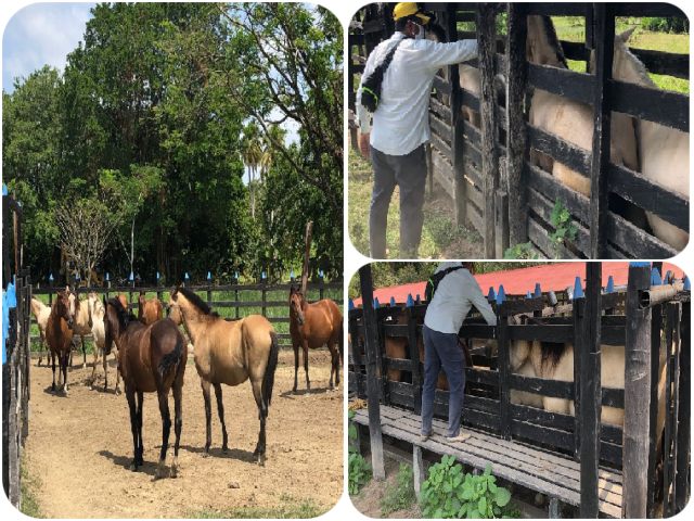  Equinos de pequeños productores de Sucre fueron vacunados contra la encefalitis equina 