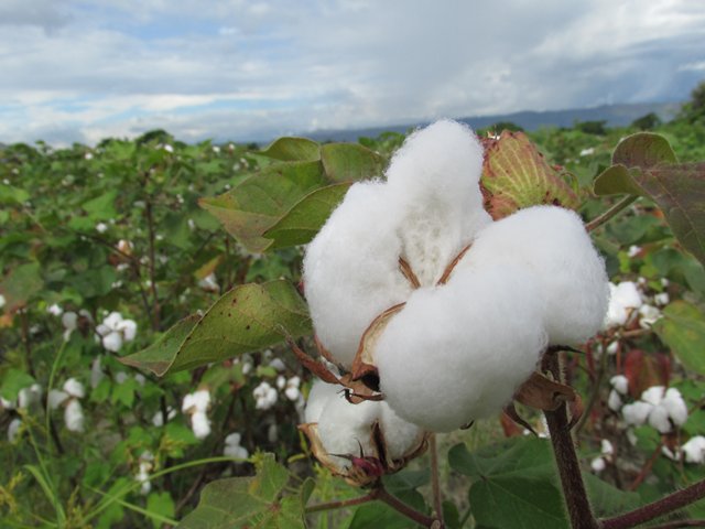 El ICA lideró el consejo asesor de manejo Integrado del cultivo del algodón en el Cesar  