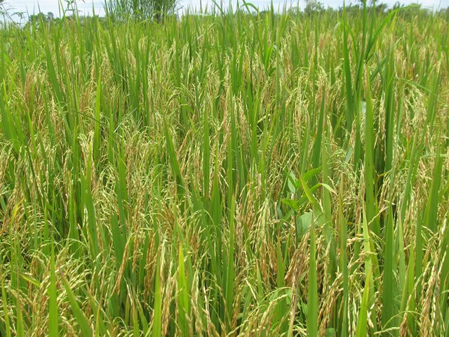 El arroz colombiano llegará a las mesas de los hogares ecuatorianos