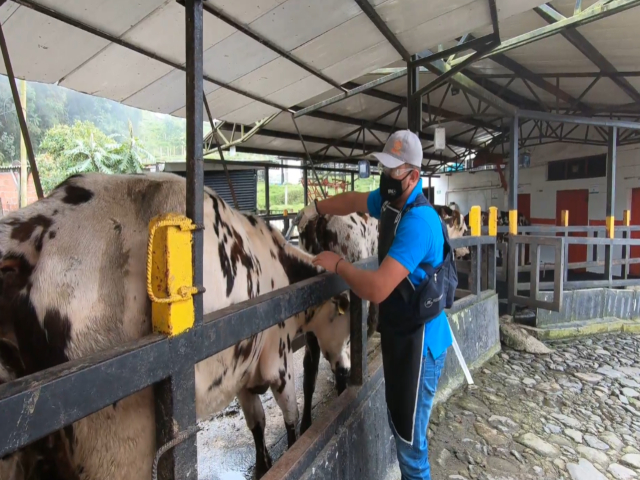 Ya se ha vacunado contra fiebre aftosa el 91,4 % del hato bovino y bufalino del país