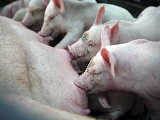 El ICA detecta focos de peste porcina clásica en el departamento del Cesar