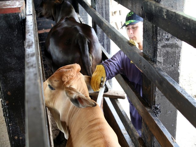 Del 6 de mayo al 19 de junio, primer ciclo de vacunación contra fiebre aftosa y brucelosis bovina