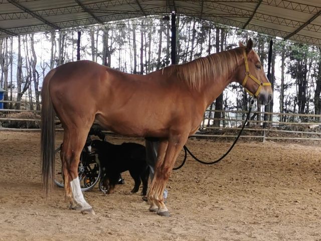 Curso de Bienestar Animal en Intervenciones Asistidas con Animales 