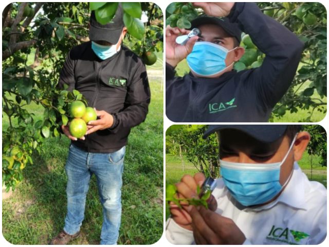 El ICA realiza vigilancia fitosanitaria en cultivos agrícolas de Arauca 