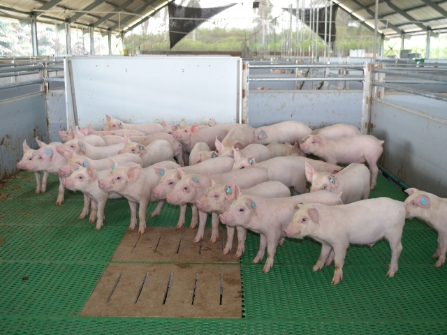 Porcinos libres de coronavirus respiratorio  y del virus de gastroenteritis 
