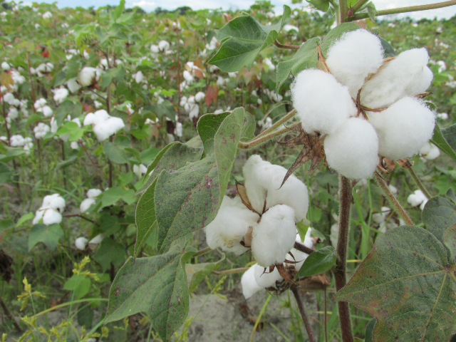 Cultivo de algodón 