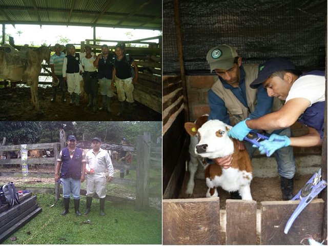 El ICA adelanta con éxito el programa Identifica en el Putumayo  