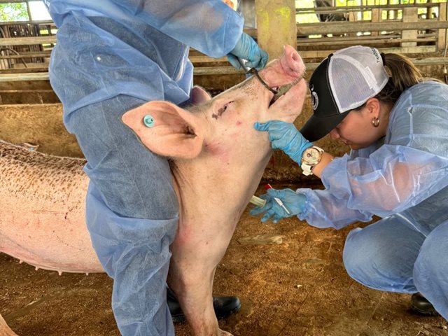 En Caquetá, el ICA refuerza vigilancia epidemiológica para mantener la zona centro-oriente libre de peste porcina clásica 