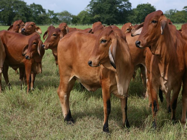 La vacunación contra la rabia silvestre debe ser obligatoria para los bovinos y bufalinos del municipio de Neiva. 