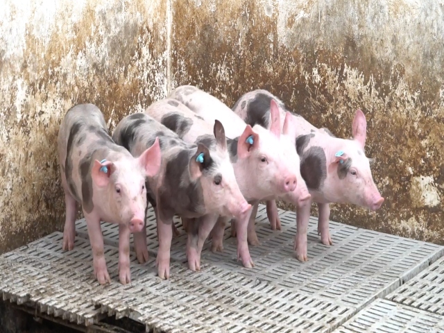 Trabajo conjunto en pro de la sanidad porcina