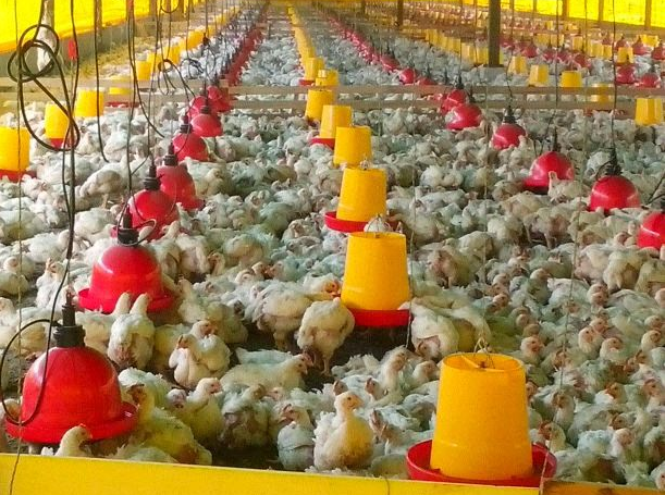 Se redujo en un 50% la presencia de Newcastle, enfermedad de las aves 