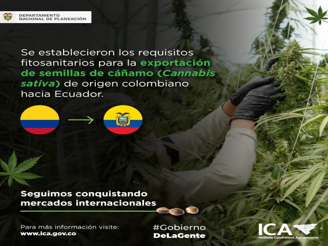 Se establecieron los requisitos fitosanitarios para la exportación de semillas de cáñamo (Cannabis sativa) hacia Ecuador 
