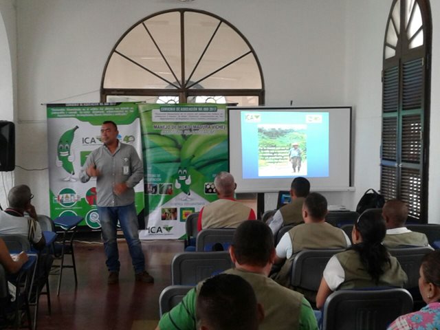 Productores del Magdalena recibirán asistencia fitosanitaria para erradicar la enfermedad del moko en cultivos del plátano