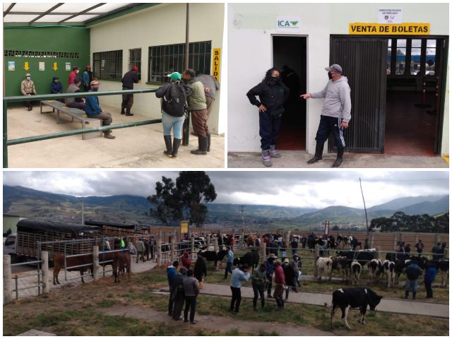Reinició labores la feria de ganado de Pasto 