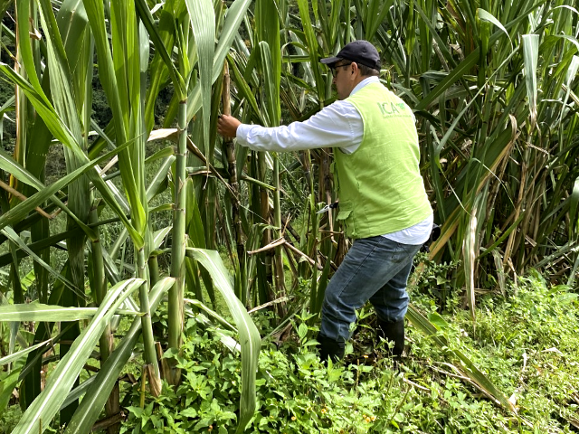 Predio visitado por el ICA en Quindío 