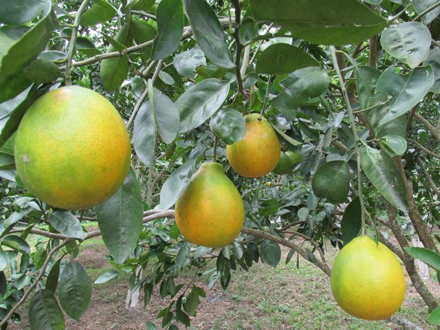 Sale primer envío de naranja con tratamiento en frío contra la mosca de la fruta