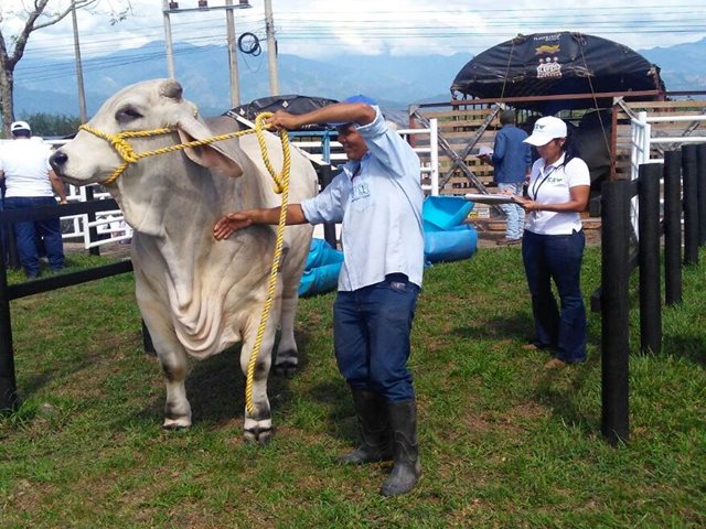 El ICA avalará la sanidad y bienestar de los animales en la Feria Expomalocas de Villavicencio