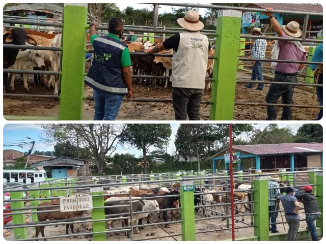 ICA presente en la feria comercial y ganadera de Timbio, Cauca.