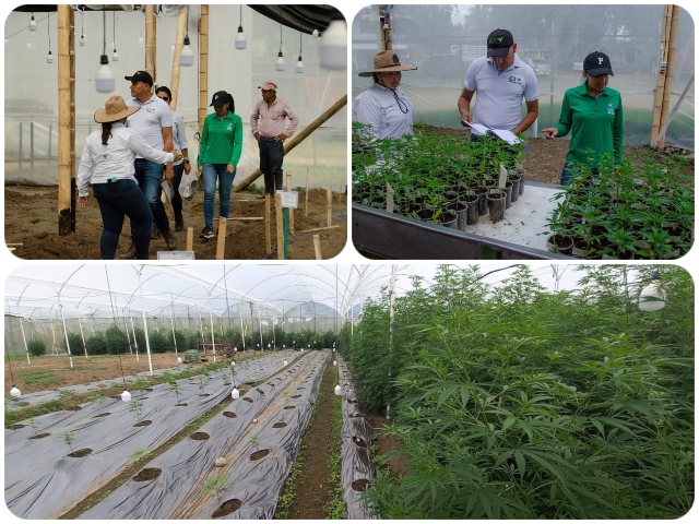Prueba de evaluación agronómica en cultivo de Cannabis en el Quindío