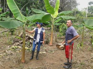 Fotos-MokoPlatano_Putumayo-2.jpg Fotos-MokoPlatano_Putumayo-2.jpg