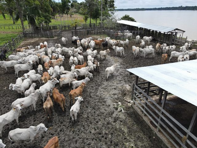 Foto-ICA-movilizacion-animal-afectada-por-la-ola-invernal-2.jpg