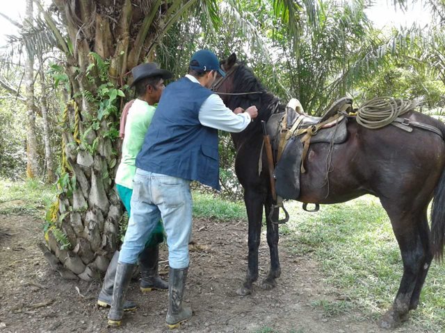 El ICA realizó jornada de vacunación de équidos contra la EEV en el municipio de Carurú, Vaupés