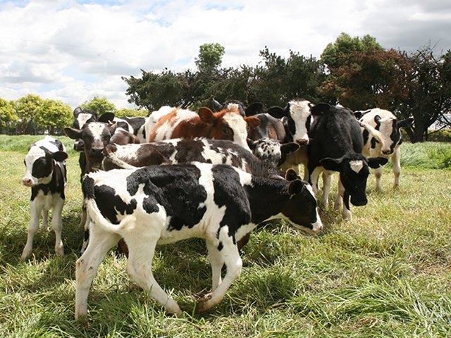 El ICA entregó certificación en Buenas Prácticas Ganaderas en la producción de leche a pequeños ganaderos de la Cooperativa Lechera ASOLAC de  Suesca en  Cundinamarca.