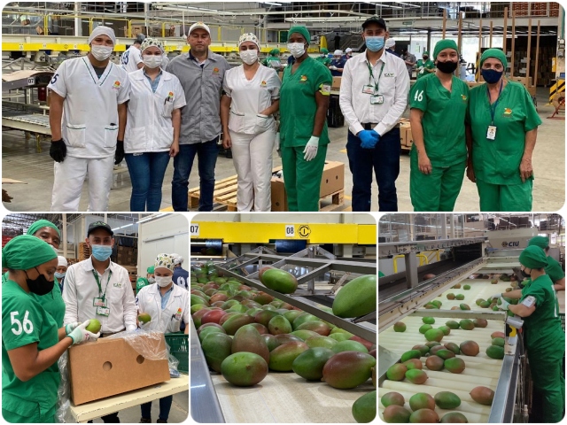 Mango de exportación 