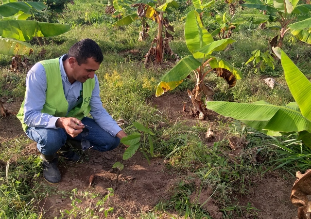 El ICA inspecciona plantaciones de plátano en el departamento de Casanare