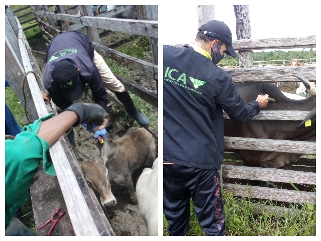 En el Vaupés, el ICA fortalece la presencia institucional para mantener la sanidad en la producción pecuaria