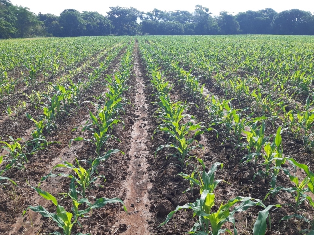  Cultivos de maíz, arroz y sorgo en Cesar. 