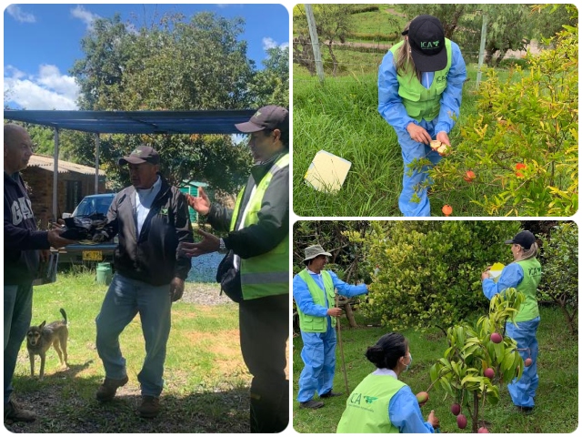 Inspección fitosanitaria a cultivos de frutales en Boyacá